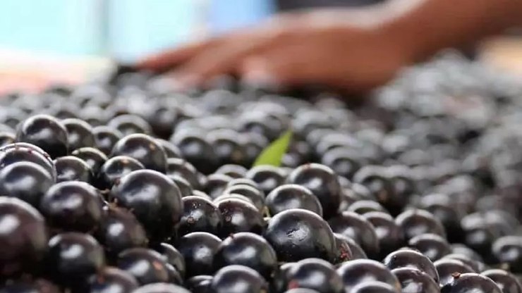 Saiba quando será o Festival da Jabuticaba da histórica Sabará