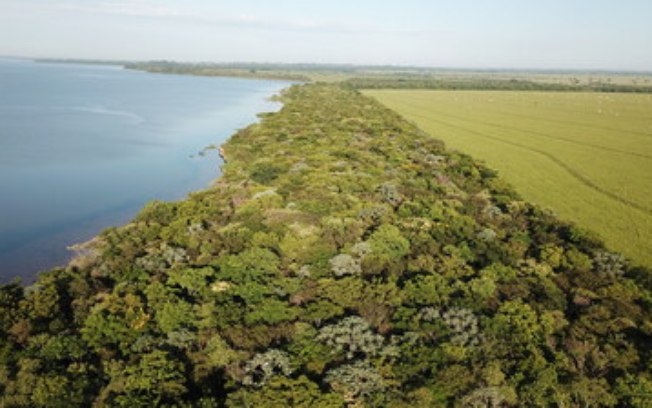 AstraZeneca anuncia investimento de mais de R$ 350 milhões em projeto de reflorestamento no Brasil