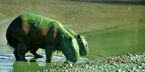 Risco de bactérias: o que está por trás das capivaras verdes