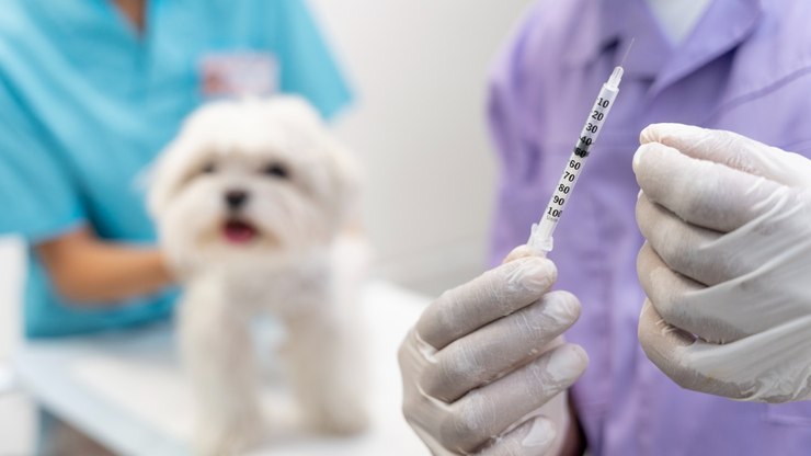 Exames periódicos em pets podem identificar doenças precocemente