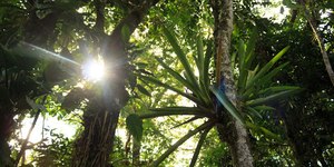 Clima favorece surgimento de doenças em plantas
