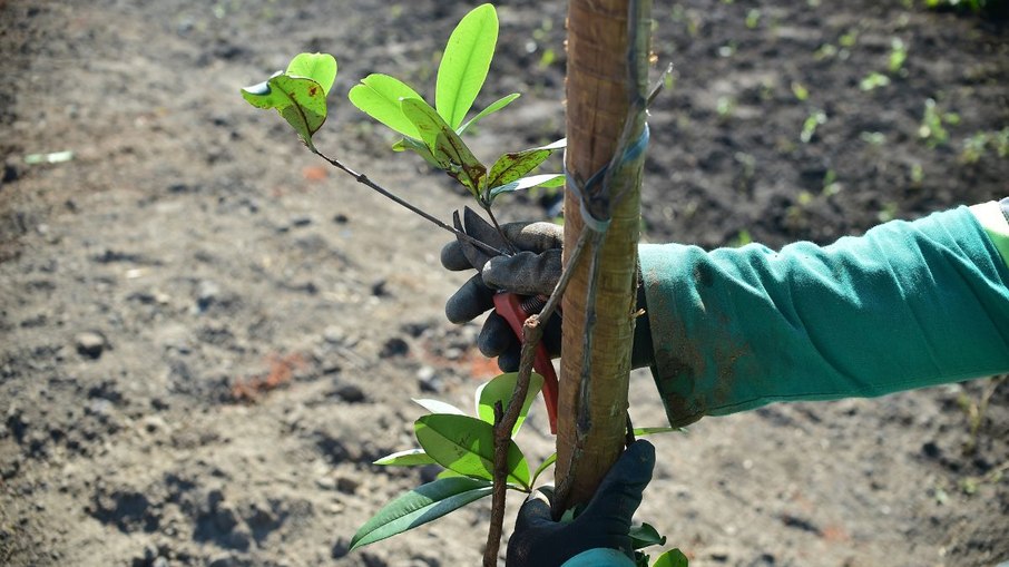 Niterói inicia maior plantio urbano de frutas do Brasil em parque