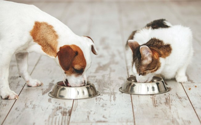 7 cuidados com a alimentação dos pets durante a Páscoa