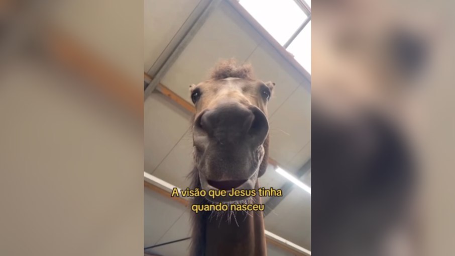 Vídeo recria presépio pela visão de Jesus e dos animais Vídeo recria presépio pela visão de Jesus e dos animais