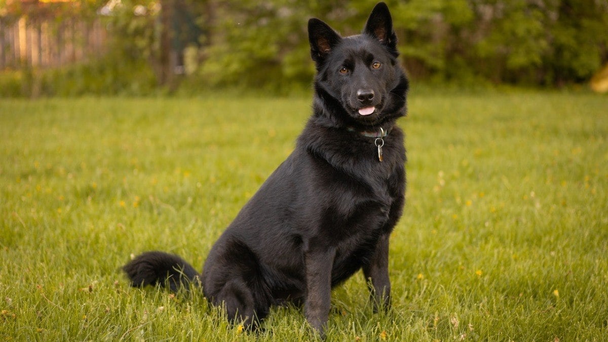 Schipperke é um cão pastor de pequeno porte