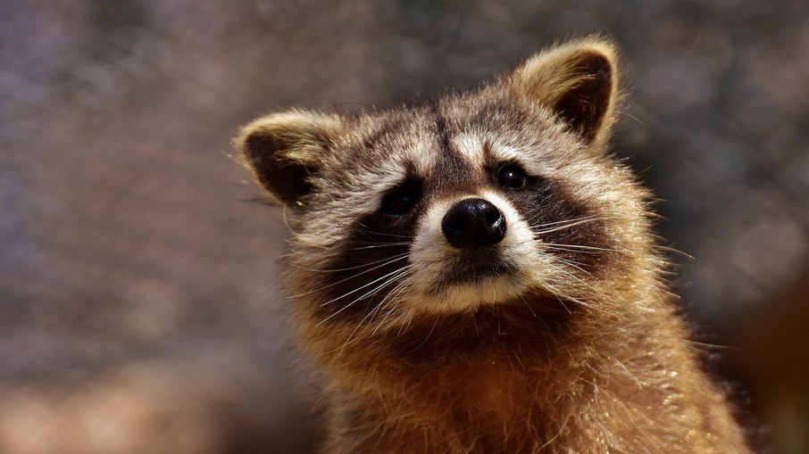 Animal rompeu o forro e desceu pelo teto do aeroporto usando os fios da rede elétrica