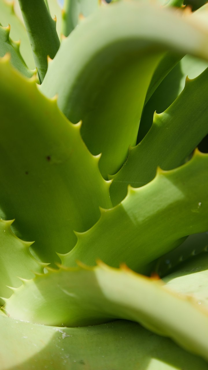 Page 6 | Aloe Vera Babosa Images - Free Download on Freepik