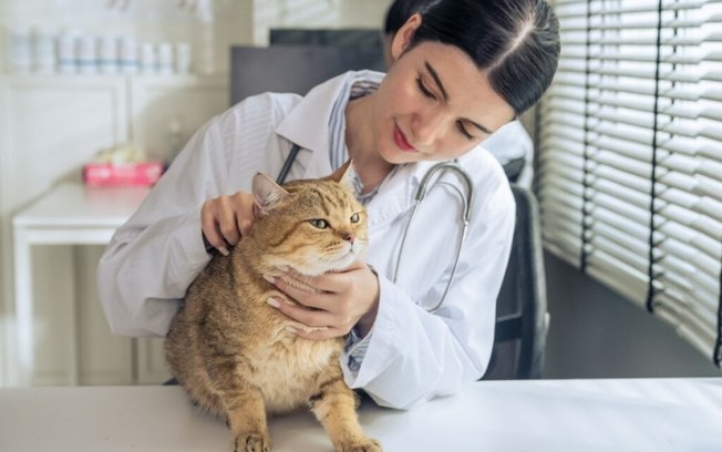 6 perigos para os gatos que têm acesso livre à rua