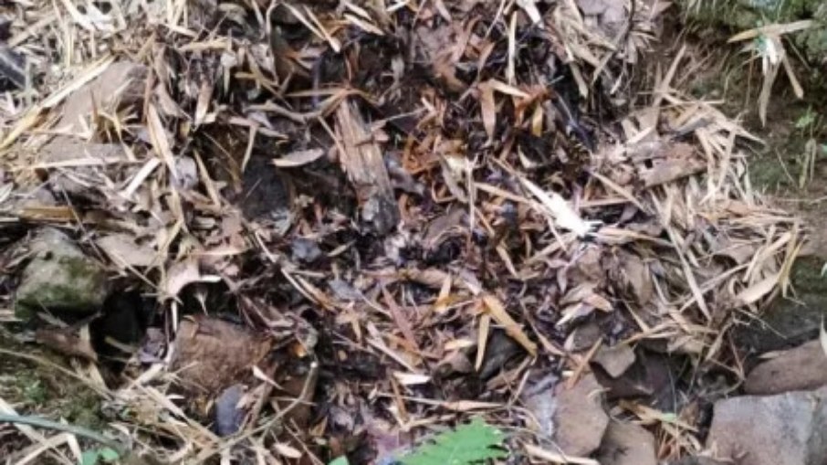 Local onde o corpo de Isabela foi encontrado. O corpo estava envolto em um pedaço de lona e escondido sob pedras