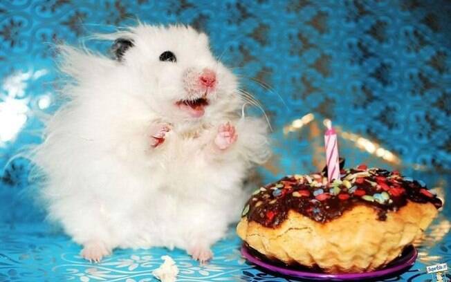 Esses animais comemorando o próprio aniversário são muito fofos