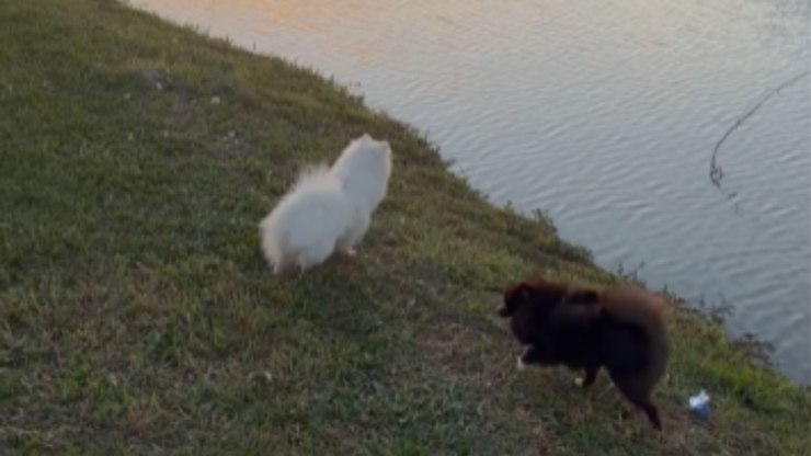 Cachorro%20interrompe%20passeio%20e%20pula%20em%20lago%20