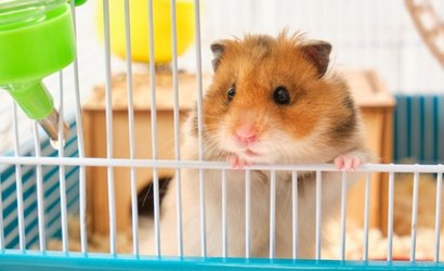 Bolso na bochecha e mais: 5 curiosidades fascinantes sobre os hamsters