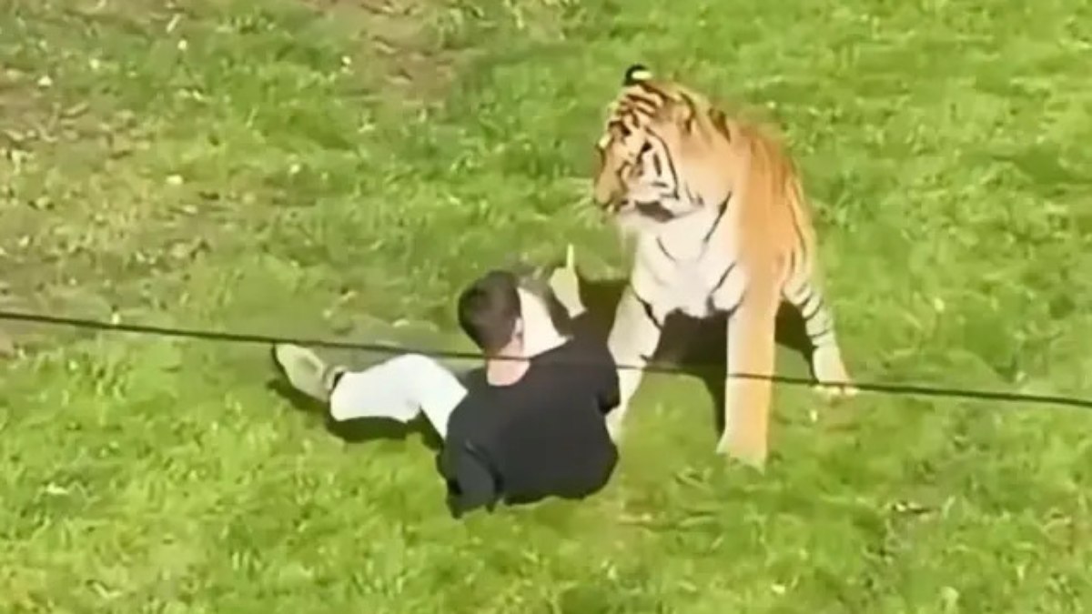 Ex-ator morto por tigre tinha "doença mental grave", diz família - Foto