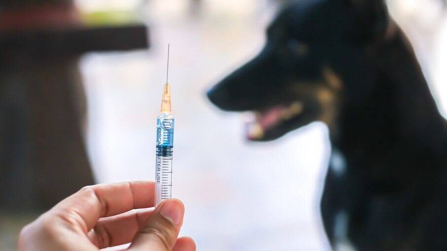 Tutores devem procurar uma clínica veterinária para vacinar o pet