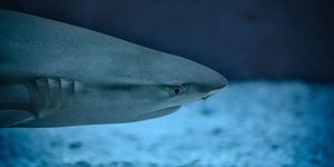 Nadadora é engolida por tubarão na Austrália