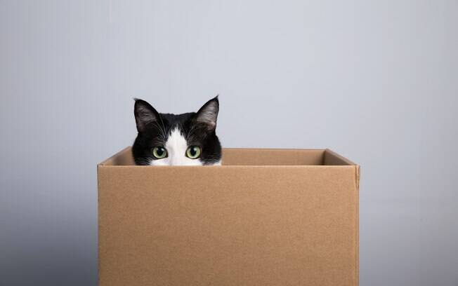 Caixas de papelão podem servir de esconderijos e brinquedos para os gatos