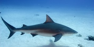 Espécie de tubarão tida como inofensiva devora turista em Israel