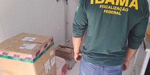 Tartarugas enviadas pelo correio são interceptadas pela polícia