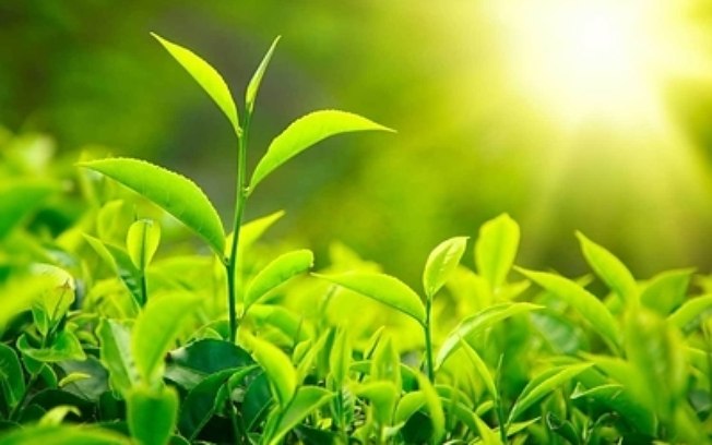 BioVittia completa 5 anos com salto de produtividade, proximidade com o produtor e ganhos de até 9 sacas de soja por hectare