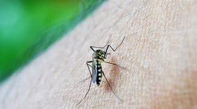 São Paulo chega à marca de 31 óbitos por dengue no ano