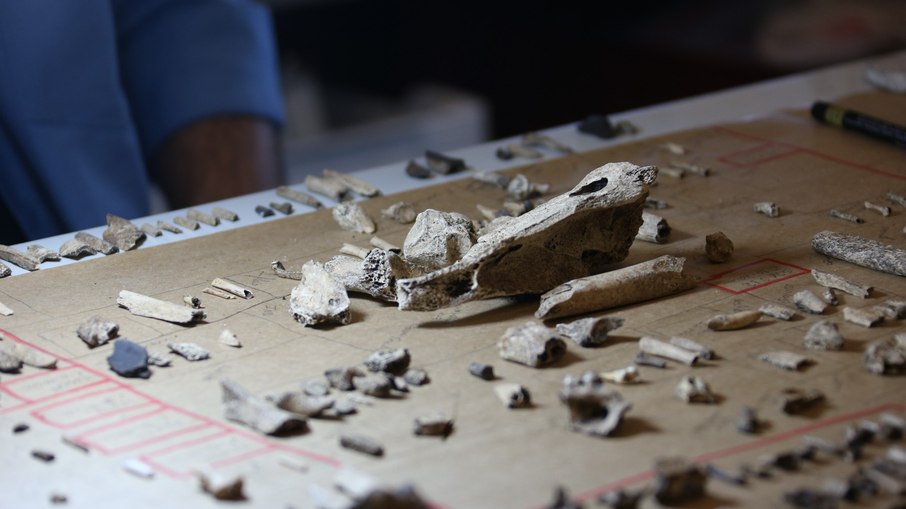 Detalhe de restos animais de sítios arqueológicos sendo analisados