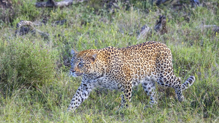 Ataques mortais do leopardo-asiático se tornaram problema frequente na Índia Ataques mortais do leopardo-asiático se tornaram problema frequente na Índia