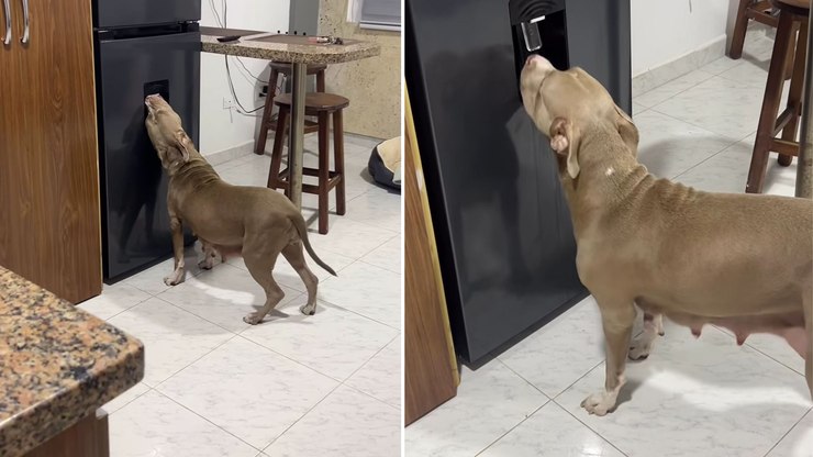 Pitbull chama atenção ao beber água direto da geladeira