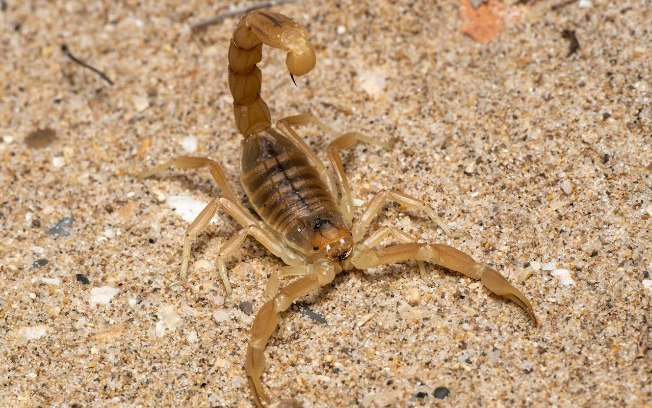 Escorpião