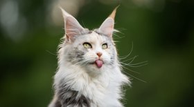 Veja 7 raças de gato consideradas as mais bonitas do mundo