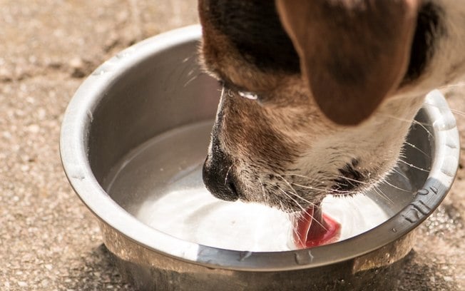 Carvão ativado para cachorro: aprenda como funciona e como usar