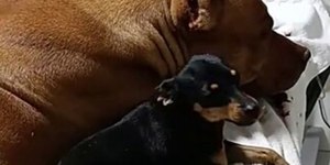 Pinscher não abandona pitbull ferido e história viraliza