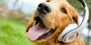 O que fazer para acalmar o pet? Música clássica é opção