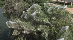 Milhões de aranhas se multiplicam e infestam ponto turístico