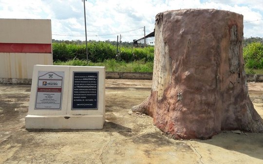 O que é “Pau do Presidente”? Castanheira marca rodovia no Brasil