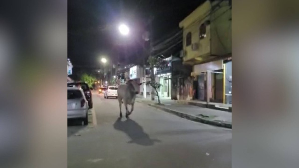 Boi escapou de rodeio e ficou solto pelas ruas da cidade antes de se atropelado