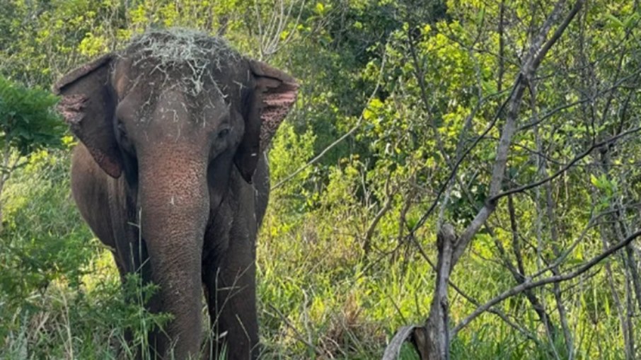 Elefanta Lady morreu aos 52 por eutanásia