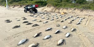 Florianópolis já registra mais de 2 mil pinguins mortos em 2026
