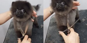 Por que alguns cães adoram sessões de tosa?