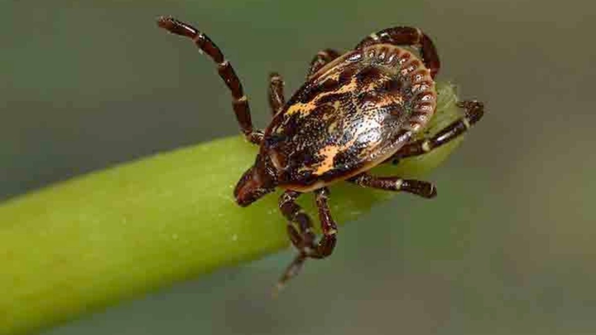 Brasil tem cerca de 230 tipos de carrapatos