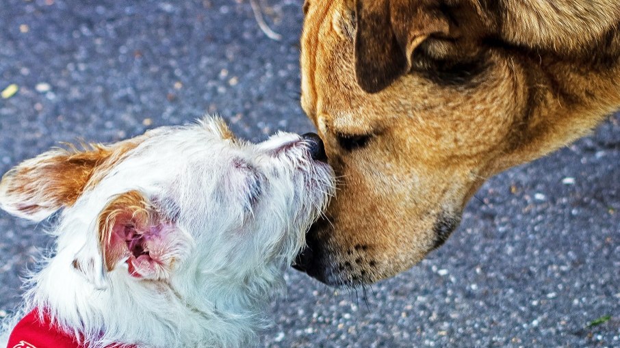 Especialista explica que memória dos cães é ativada, principalmente, a partir do olfato