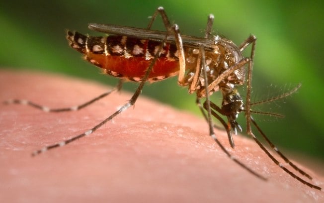 Dengue | Alta de casos é associada a calor intenso e desmatamento
