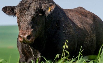 Touros Angus passam por estudo para produção de carne mais macia