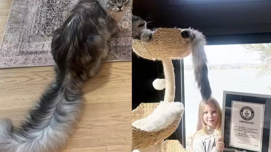 Gato com cauda de 46 cm bate recorde e vira celebridade nos EUA Gato com cauda de 46 cm bate recorde e vira celebridade nos EUA