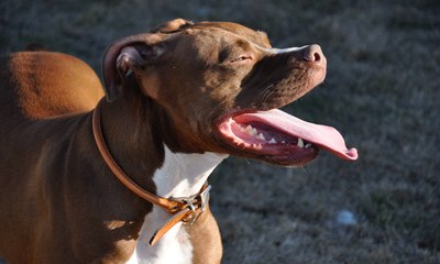 Pitbulls são bravos mesmo? Entenda a personalidade da raça