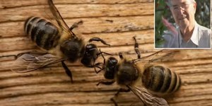 O erro no interior de SP que criou as abelhas africanas