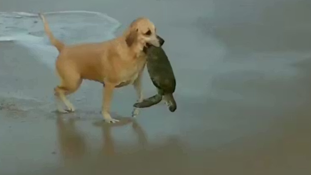 Cadela caramelo salva tartaruga ferida em praia de SC Cadela caramelo salva tartaruga ferida em praia de SC