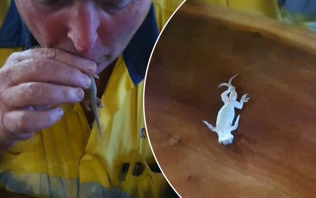 Homem conseguiu salvar a vida de uma lagartixa fazendo respiração boca a boca