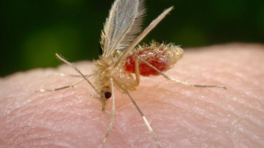 A Leishmaniose é transmitida apenas pelo mosquito palha e não pelos cachorros ou outros animais 