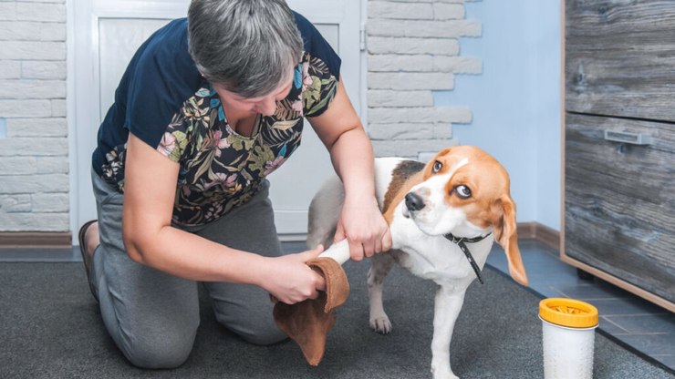 5 passos para limpar as patas do cachorro após o passeio