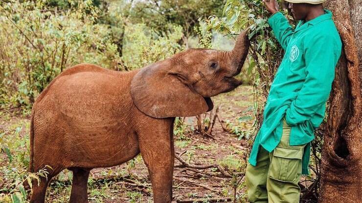 Santuário para animais silvestres salva elefante de área de conflitos